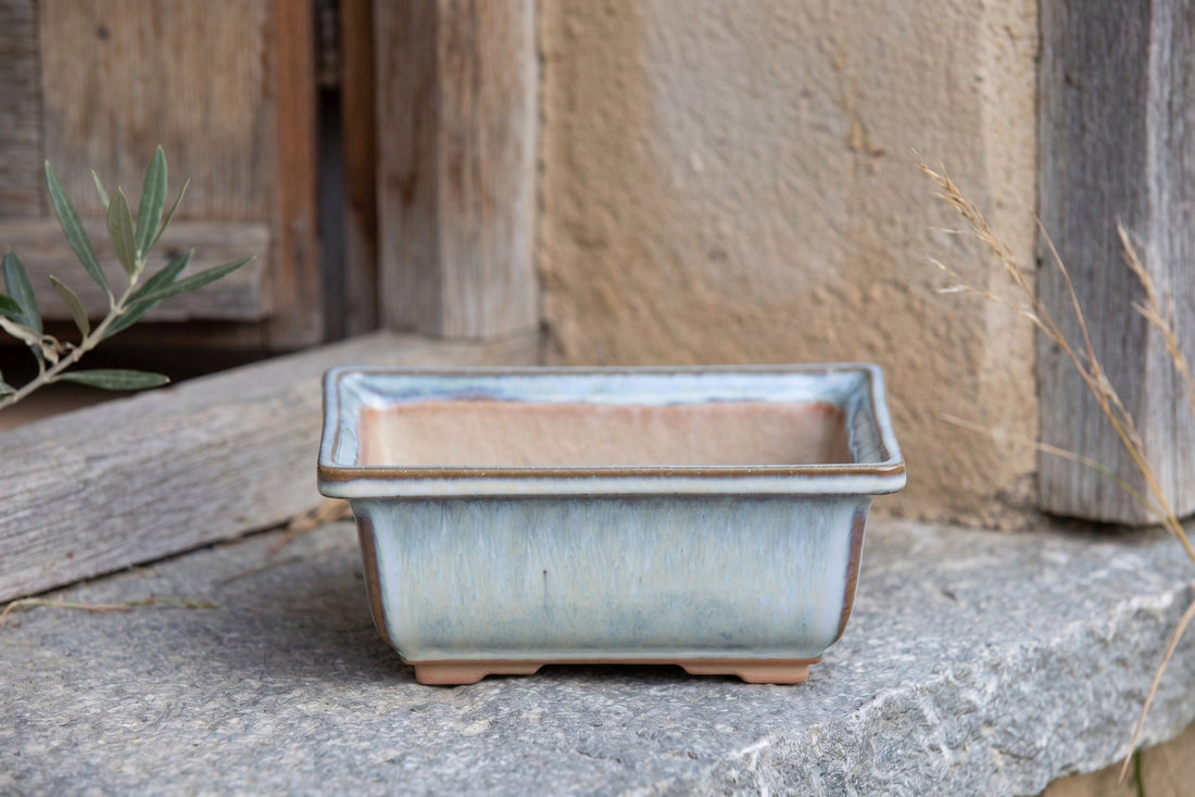 What Size Bonsai Pot Do You Actually Need?