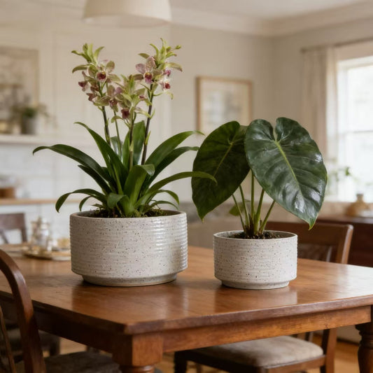 Two handcrafted ceramic planter sets with textured finish, one housing an orchid and the other a large leaf plant, displayed on a wooden table.