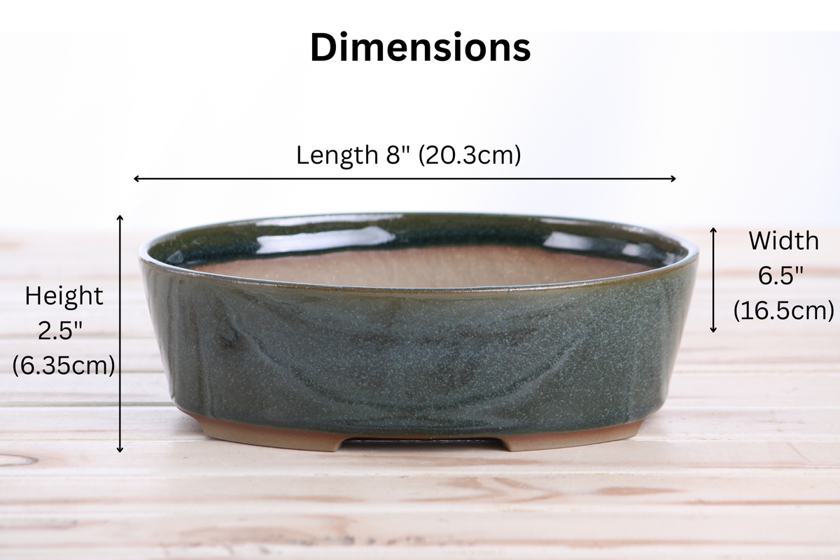 Oval ceramic bonsai pot 8 inch Seaweed 2025 — view 4