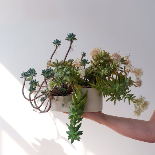 A pair of hands holding a double planter filled with succulents and small flowers.
