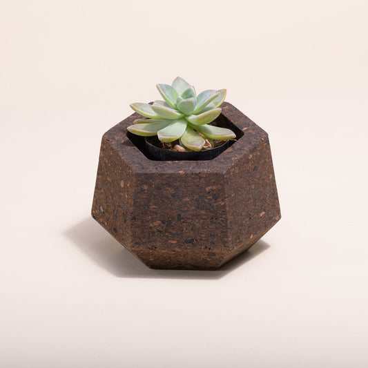 A hexagonal upcycled cork vase with a succulent plant, brown cork finish.