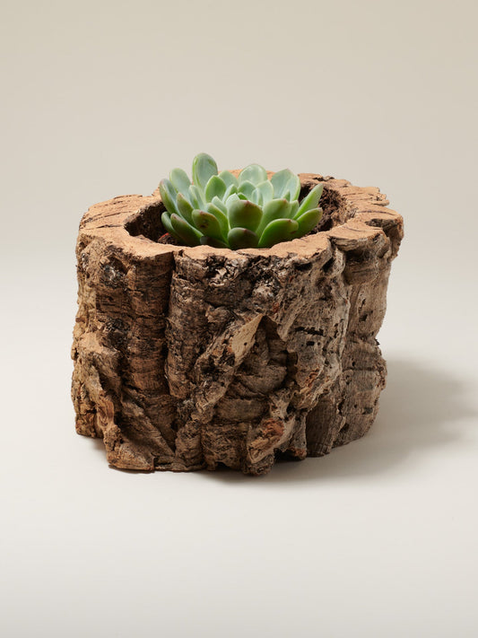 Natural cork bark planter with a succulent, rustic finish.