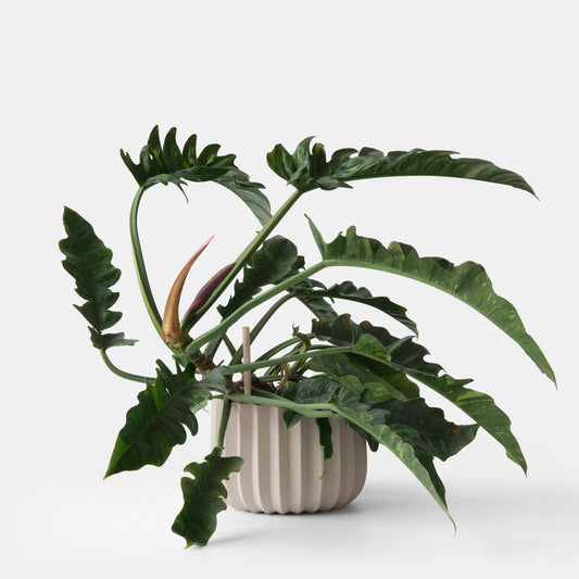A green leafy plant in a ribbed white ceramic pot on a neutral background