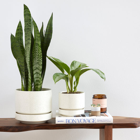 Two plants in white ceramic pots on a wooden shelf, a candle, and a magazine titled 'Bon Voyage' on the shelf.