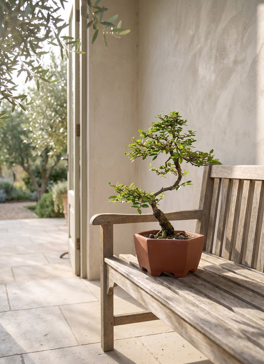 Bonsai tree in a hexagonal terracotta pot with cork bark on a wooden bench, outdoors.