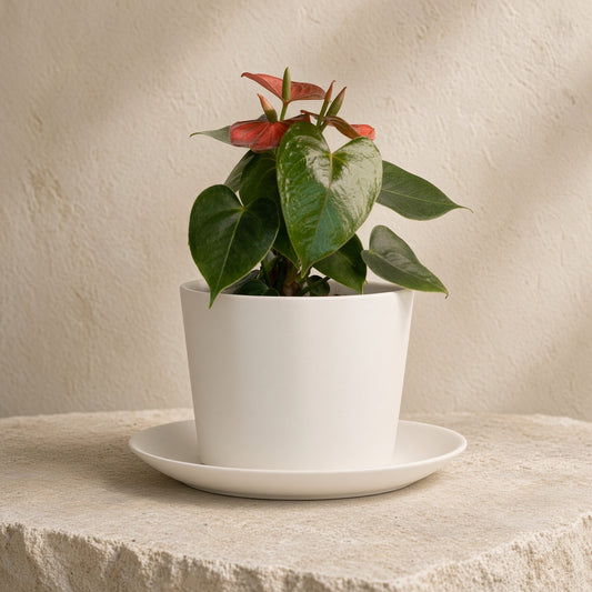 A plant with green and red leaves in a white handmade porcelain planter with a saucer, placed on a stone surface against a textured beige wall