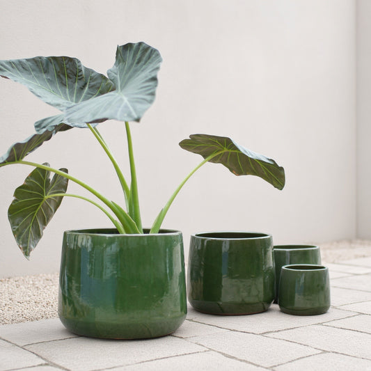 A terracotta pot with a large leafy plant and a set of three smaller green glazed pots on a stone surface