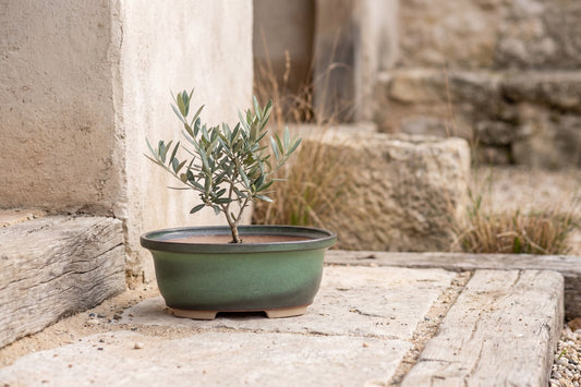 Oval ceramic bonsai pot with an avocado green glaze, placed outdoors on a wooden surface with a small olive tree, surrounded by rustic stone walls and dry grass.