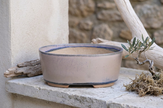 Oval ceramic bonsai pot with light beige body and blue rim, placed on a stone ledge with an olive plant and driftwood in the background.