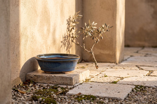 Oval ceramic bonsai pot; blue/gray glaze; placed on a stone in a bright outdoor setting with sunlight casting shadows.