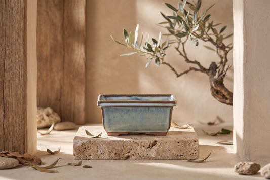 Rectangular ceramic bonsai pot 5 inch Glacier shown on a stone pedestal in a serene setting with natural light and olive leaves.