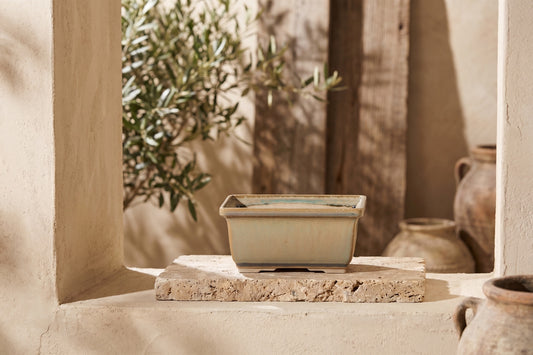 Rectangular speckled moss bonsai pot on a sandy surface near an olive tree.