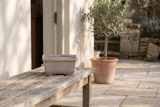 Rectangular ceramic bonsai pot with blue inner lining, placed on a wooden bench in a sunlit outdoor area with a terracotta planter and an olive tree in the background.